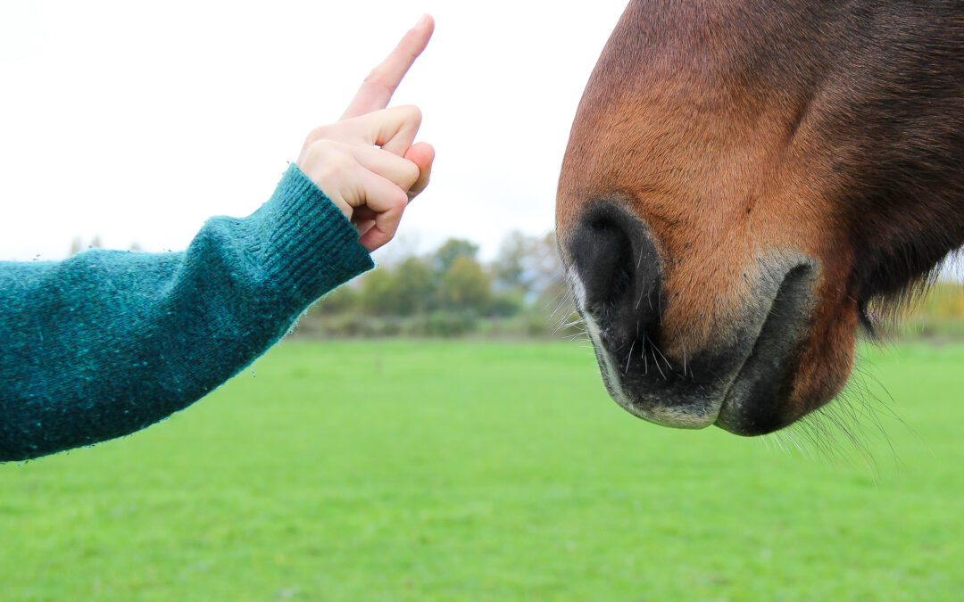Arrêtez de dire « non » à votre cheval ! (Pourquoi ça fait du bien !)