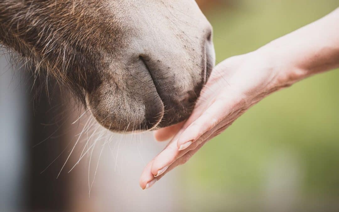 Quelle place pour la récompense dans notre relation ?