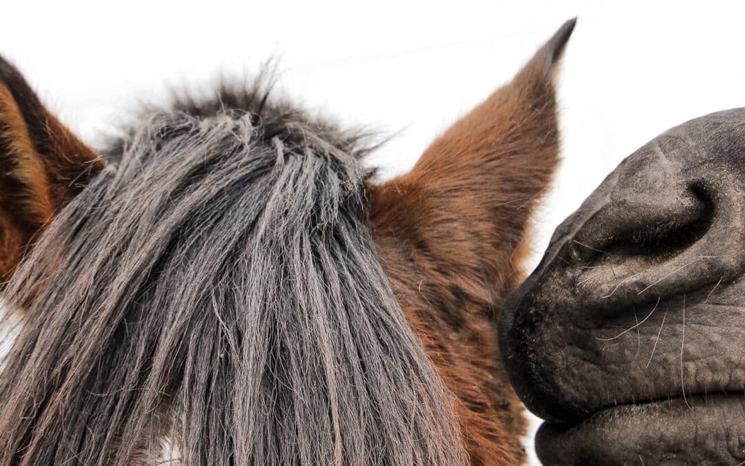 Les chevaux sont-ils des animaux du silence ?